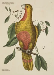 The Parrot of Paradise, from The Natural History of Carolina, Florida and the Bahama Islands, 1731